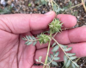 Çobançökerten
Diğer isimleri: Demirdikeni
Tribulus terrestris L.
Zygophyllaceae
…