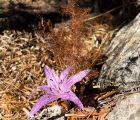 Güz acıçiğdemi, vargit, sürincam
Colchicum variegatum L.
Colchicaceae

Drog: Soğ…