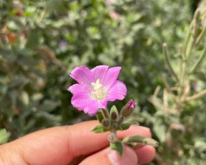 Hasan Hüseyin çiçeği
Diğer isimleri: Tüylü yakıotu

Epilobium hirsutum L.

Onagr…