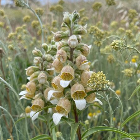 Kazdağı Yüksükotu
Digitalis trojana Ivan.

Scrophulariaceae

Tarih – yer: Hazira…