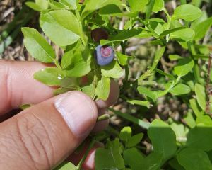 Çobanüzümü, yaban mersini
Vaccinium myrtillus L.
Ericaceae 

Drog: Yaprakları (M…