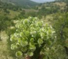 Pülüskün (ben pofidik diyorum )

Lagoecia cuminoides L.
Apiaceae

Drog: Herba

L…