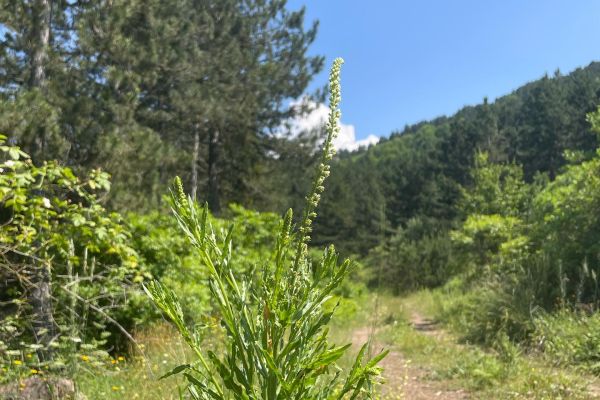 Muhabbetçiçeği

Diğer isimleri: Kuzu otu, yemen safranı, gerdanlık, ıslıh

Resed…