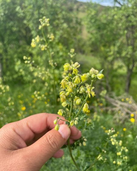 Kaytaran 
Diğer isimleri: Küçük çayır sedefi 

Thalictrum minus L.
Ranunculaceae…