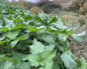 Kara ısırgan

Urtica pilulifera L. 
Urticaceae

Drog: Isırgan tohumu – Urticae p…