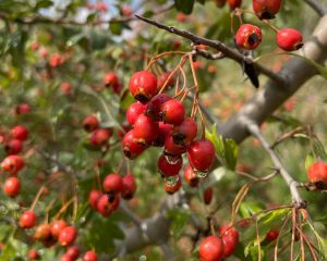 Alıç, Yemişen
Crataegus monagyna Jacq.
Rosaceae
Lokasyon: Balıkesir

Drog: Çiçek…