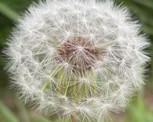 Karahindiba
Diğer isimleri: Radika, aslandişi, karakavuk, katagan 

Taraxacum sp…