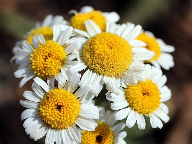 Tıbbi papatya (Matricaria recutita)