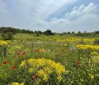 Çivitotu
Isatis sp.

Brassicaceae

Drog: Yaprak ve kökleri – Isatis folia cum ra…