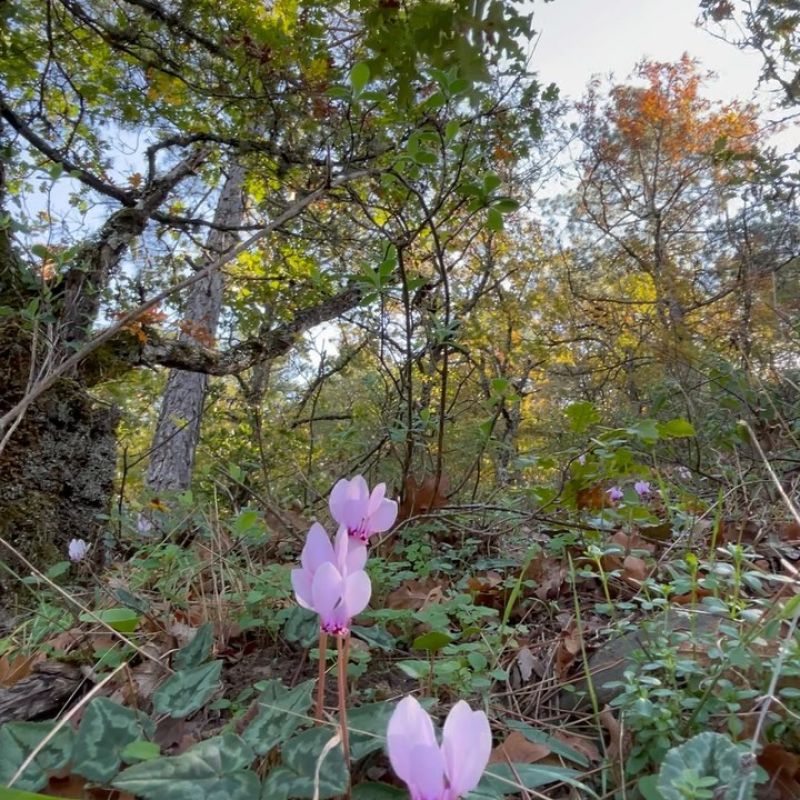 Kandilkökü, Hedera Yapraklı Sklamen, Domuz Topalağı
Cyclamen hederifolium Aiton
…