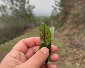 Kuzukulağı 
Diğer isimleri: Ekşikulak

Rumex sp.
Polygonaceae

Drog: Yaprakları …