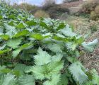 Kara ısırgan

Urtica pilulifera L. 
Urticaceae

Drog: Isırgan tohumu – Urticae p…