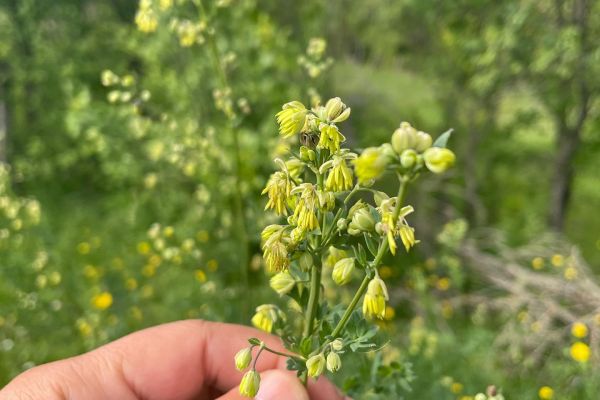 Kaytaran 
Diğer isimleri: Küçük çayır sedefi 

Thalictrum minus L.
Ranunculaceae…