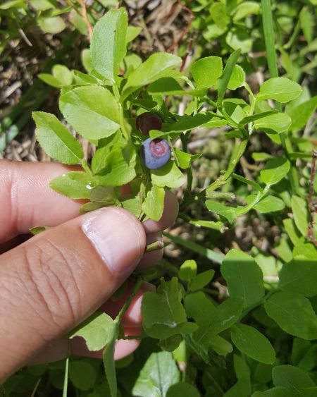 Çobanüzümü, yaban mersini
Vaccinium myrtillus L.
Ericaceae 

Drog: Yaprakları (M…