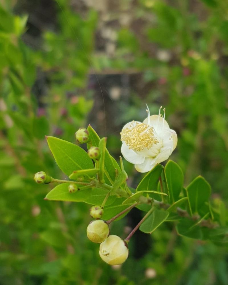 Mersin
Diğer isimleri: Murt
Myrtus communis L. 
Myrtaceae

Drog: Yaprak, çiçekli…