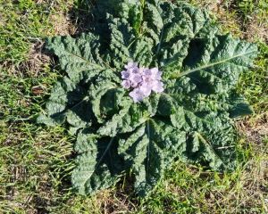 Adamotu 
Mandragora autumnalis Bertol.
Solanaceae
Drog: Kök ve yapraklar 

Lokas…