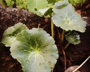 Göbekotu 
Umbilicus sp.

Crossulaceae

Drog: Umbilici folia – Göbekotu yaprağı

…