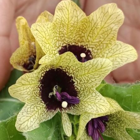 Kara banotu, deli batbaotu, gavur haşhaşı

Hyoscyamus niger L.
Solanaceae

Lokas…