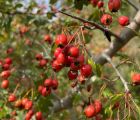 Alıç, Yemişen
Crataegus monagyna Jacq.
Rosaceae
Lokasyon: Balıkesir

Drog: Çiçek…