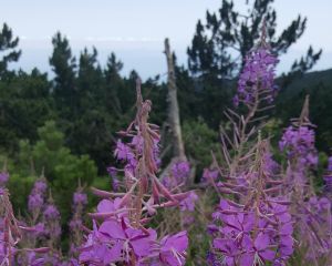 Dar yapraklı yakıotu 
Epilobium angustifolia L.
Onagraceae

Drog: Herba – Epilob…