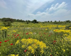 Çivitotu
Isatis sp.

Brassicaceae

Drog: Yaprak ve kökleri – Isatis folia cum ra…