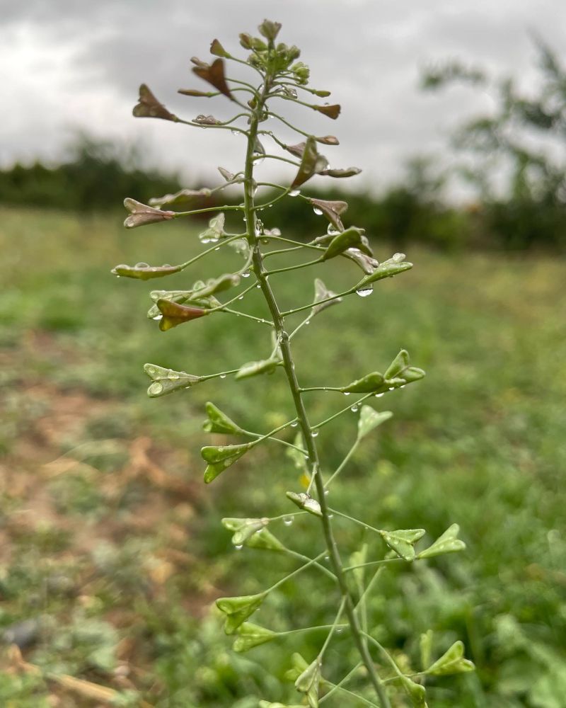 Çobançantası, çıngıldaklıot
Capsella bursa-pastoris (L.) Medik. 
Brassicaceae

D…