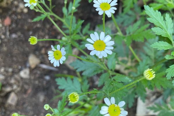 Gümüşdüğme 
Diğer isimleri: Beyaz papatya, sığır papatyası, pireotu 

Tanacetum …