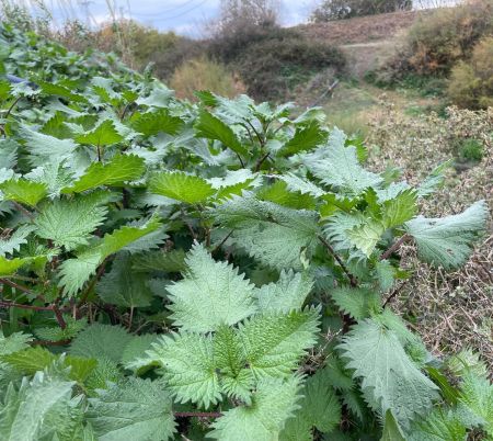 Kara ısırgan

Urtica pilulifera L. 
Urticaceae

Drog: Isırgan tohumu – Urticae p…