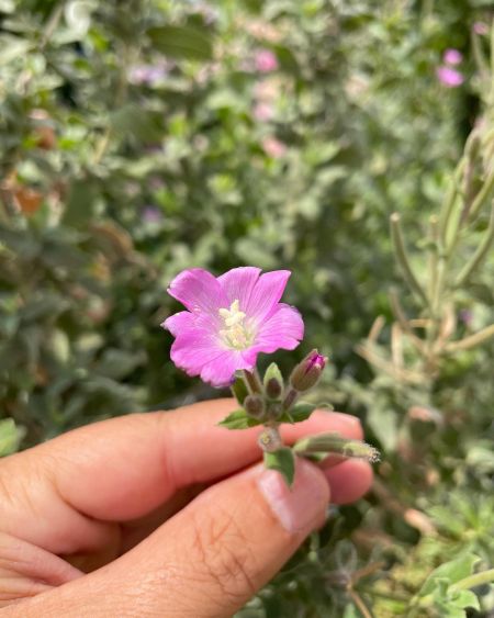 Hasan Hüseyin çiçeği
Diğer isimleri: Tüylü yakıotu

Epilobium hirsutum L.

Onagr…