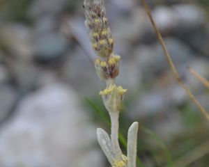 Sarıkız çayı, Kazdağı çayı
Sideritis trojana Bornm
Lamiaceae
Endemik (Kaz Dağlar…