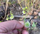 Pülüskünçiçeği
Lageocia cuminoides L.

Apiaceae

Drog: Laqeociae semen cum flos …