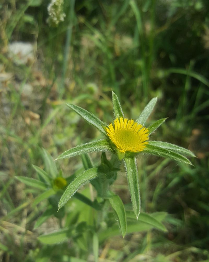 Buhurumeryem, altungöz, dikenotu
Pallenis spinosa (L.) Cass.
Asteraceae

Drog: Ç…