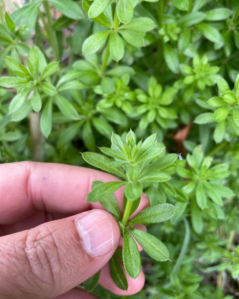 Yoğurtotu 
Diğer adları: Dilkanatan, çobansüzgeci
Galium aparine L. 

Drog: Herb…