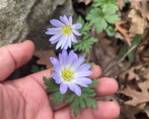 Dağ lalesi
Diğer adları: Şakayık-ı numan, dağ gelinciği, kır lalesi 

Anemone bl…