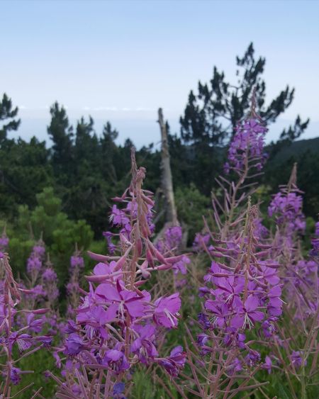 Dar yapraklı yakıotu 
Epilobium angustifolia L.
Onagraceae

Drog: Herba – Epilob…