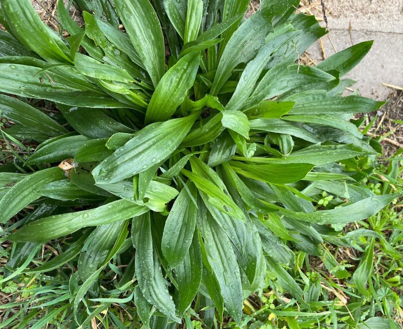 Sinirliot (dar yapraklı), bağa yaprağı, ateş yaprağı, damarotu, çıbanotu 

Plant…