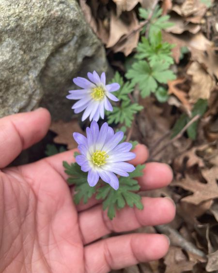 Dağ lalesi
Diğer adları: Şakayık-ı numan, dağ gelinciği, kır lalesi 

Anemone bl…