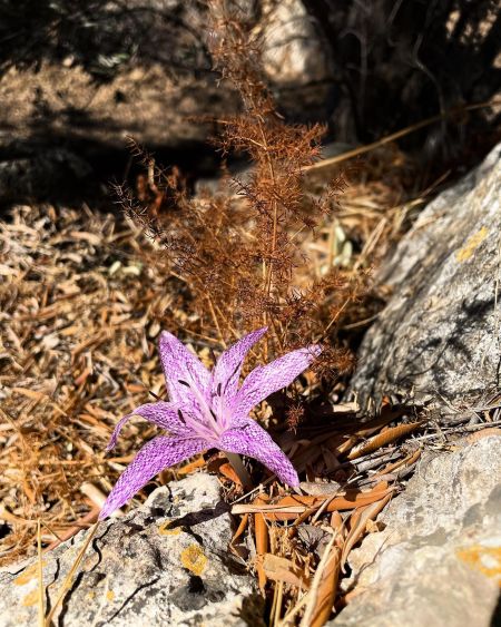 Güz acıçiğdemi, vargit, sürincam
Colchicum variegatum L.
Colchicaceae

Drog: Soğ…