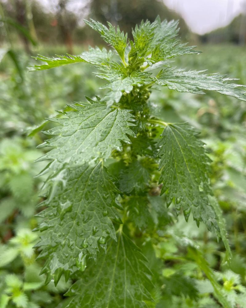 Küçük ısırgan
Urtica urens L.
Urticaceae

Drog: Herba

Lokasyon: Burhaniye Balık…