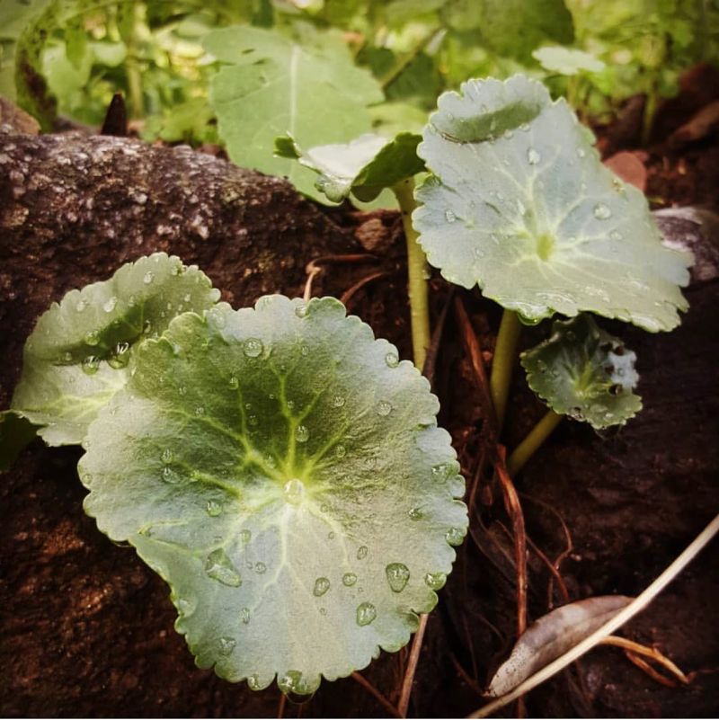 Göbekotu 
Umbilicus sp.

Crossulaceae

Drog: Umbilici folia – Göbekotu yaprağı

…