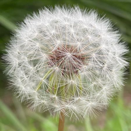 Karahindiba
Diğer isimleri: Radika, aslandişi, karakavuk, katagan 

Taraxacum sp…