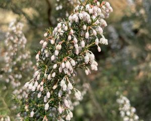 Funda 
Diğer isimleri: Süpürge çalısı, püren, piren 

Erica arborea L.
Ericaceae…