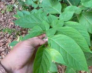 Atropa belladonna

Diğer isimleri: Güzelavratotu, ölümcül gece gölgesi, şeytanki…