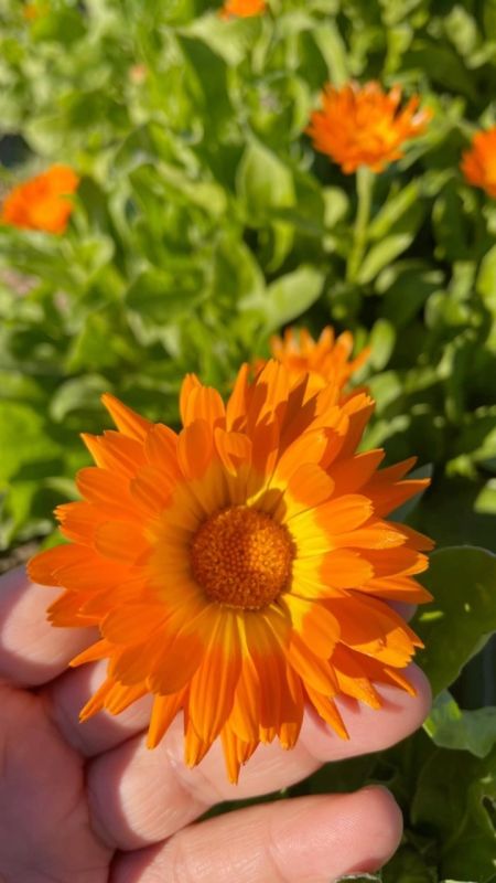 Aynısefa
Diğer adları: Portakal nergisi

Calendula officinalis L. 
Asteraceae 

…