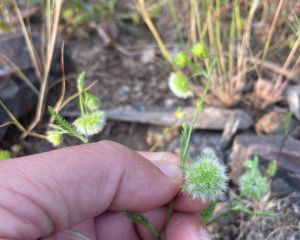 Pülüskünçiçeği
Lageocia cuminoides L.

Apiaceae

Drog: Laqeociae semen cum flos …