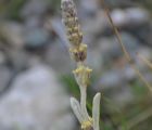 Sarıkız çayı, Kazdağı çayı
Sideritis trojana Bornm
Lamiaceae
Endemik (Kaz Dağlar…