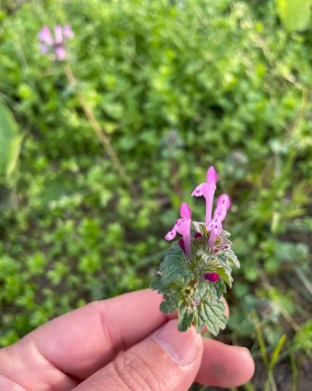 Baltutan
Lamium amplexicaule L.
Lamiaceae

Drog: Herba – Lamii amplexicauleae he…