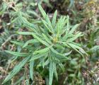 Adi pelin 
Diğer isimleri: Miskotu, ayvadana 

Artemisia vulgaris L.
Asteraceae …