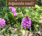 Anacamptis pyramidalis
Diğer isimleri: Sivri salep, piramit orkidesi. Çayır sale…