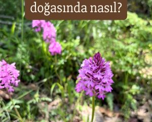 Anacamptis pyramidalis
Diğer isimleri: Sivri salep, piramit orkidesi. Çayır sale…